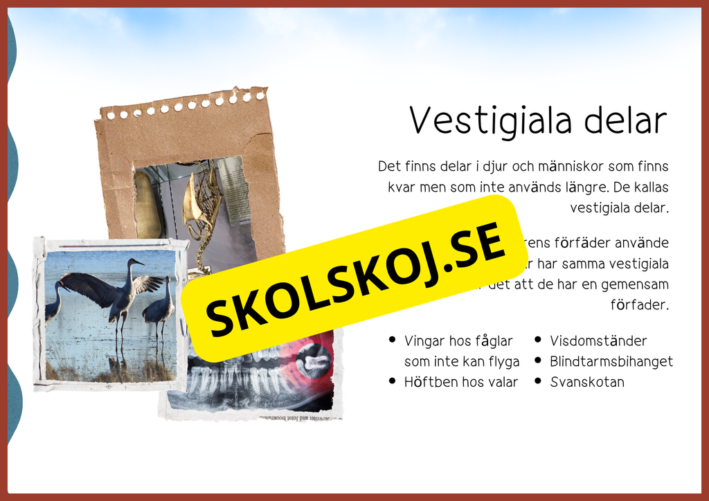 Evolution - Faktatext + frågor