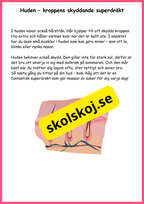 Utforska kroppen från topp till tå - Fakta + frågor - Årskurs 4 - 6