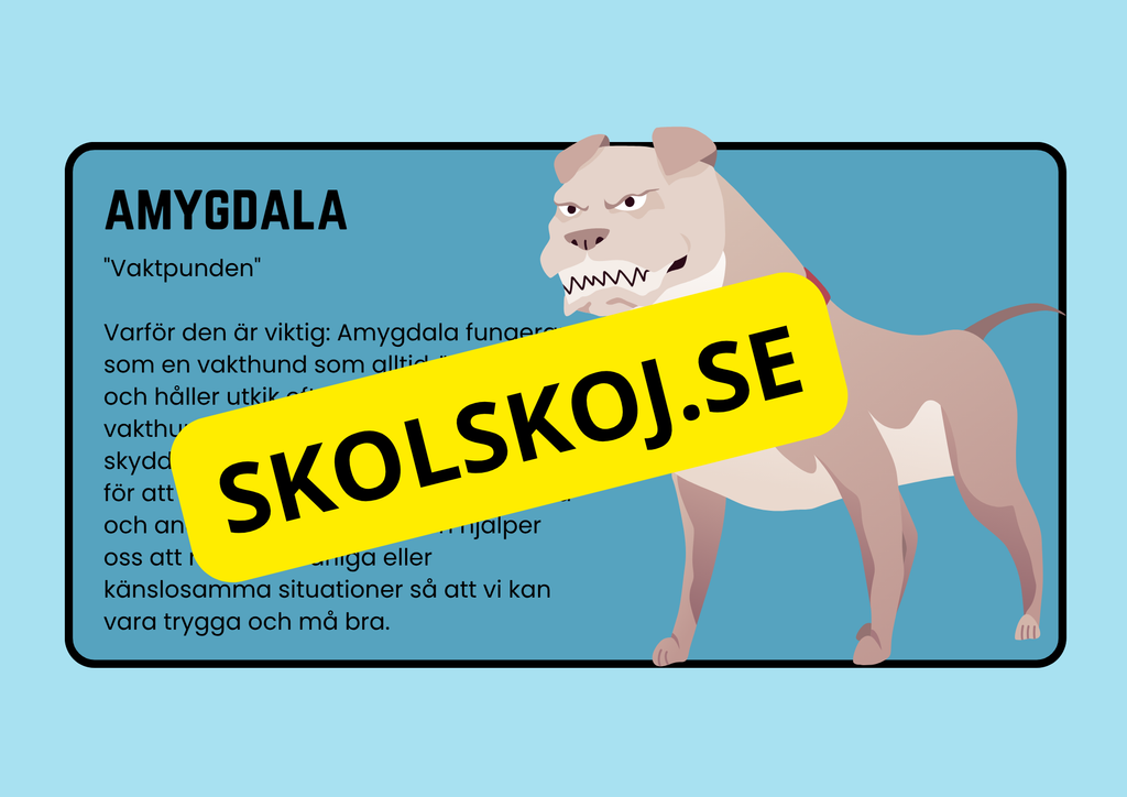 Förstå din hjärna - Årskurs 4 - 6