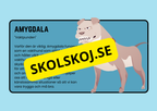 Förstå din hjärna - Årskurs 4 - 6