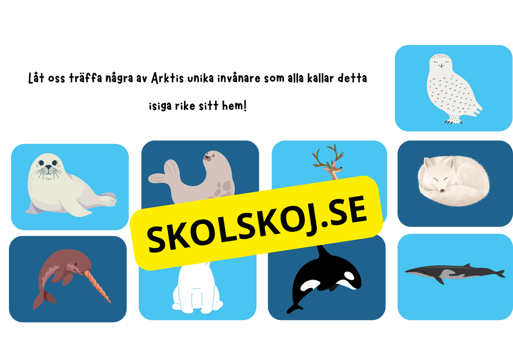 Arktiska regionen - Fakta och frågor - Årskurs 3 - 6