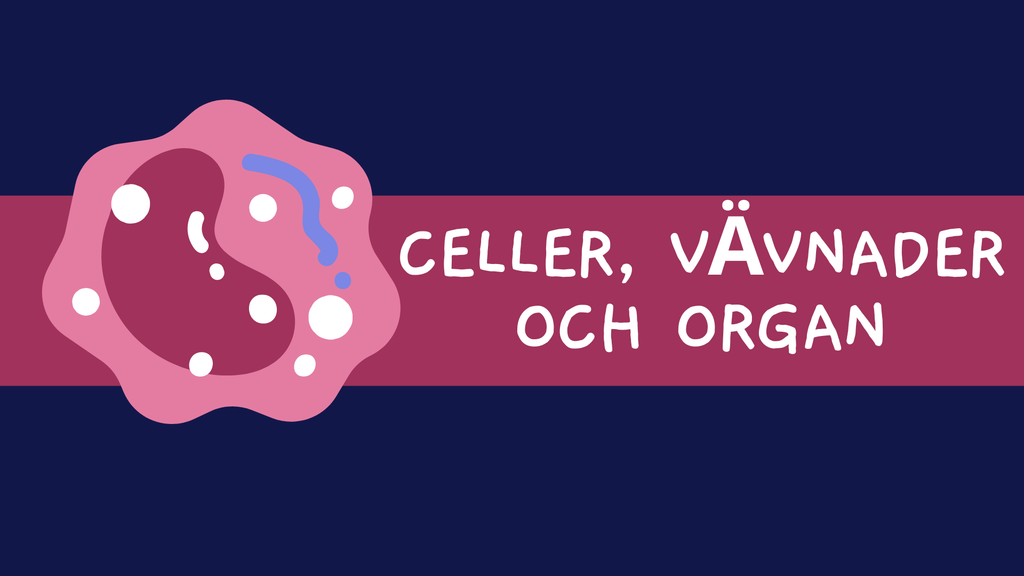 Celler, vävnader och organ