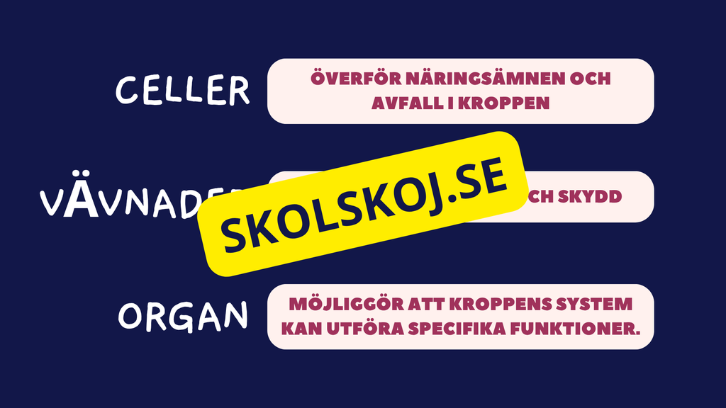 Celler, vävnader och organ