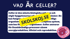 Celler, vävnader och organ