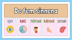 De fem sinnena - Fakta och frågor - Häfte