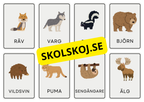 Djur - Flashkort (48 kort)