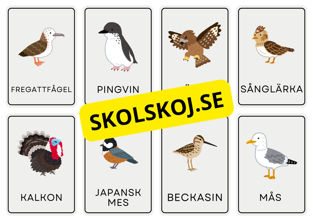 Djur - Flashkort (48 kort)