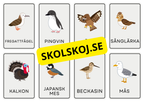 Djur - Flashkort (48 kort)