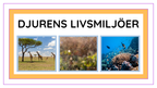 Djurens livsmiljöer - Häfte - Fakta och frågor (43 sidor)