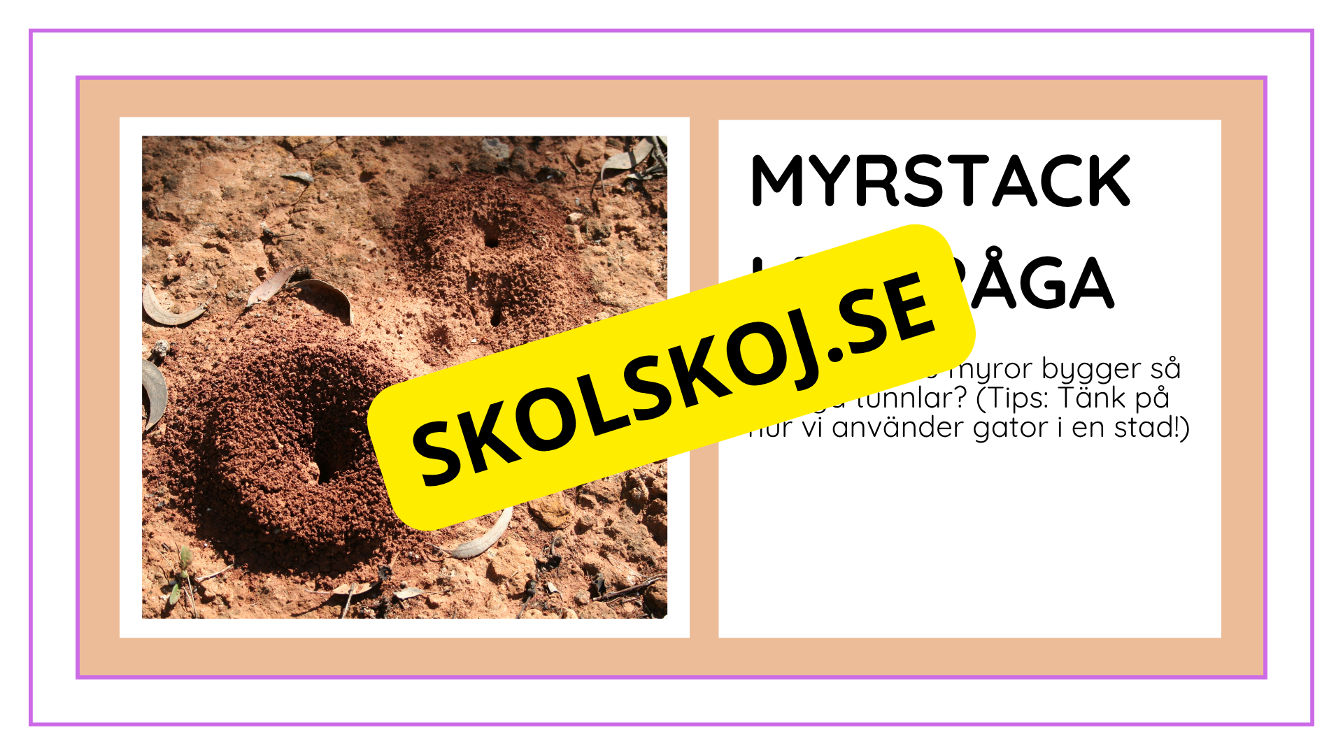 Djurens livsmiljöer - Häfte - Fakta och frågor (43 sidor)