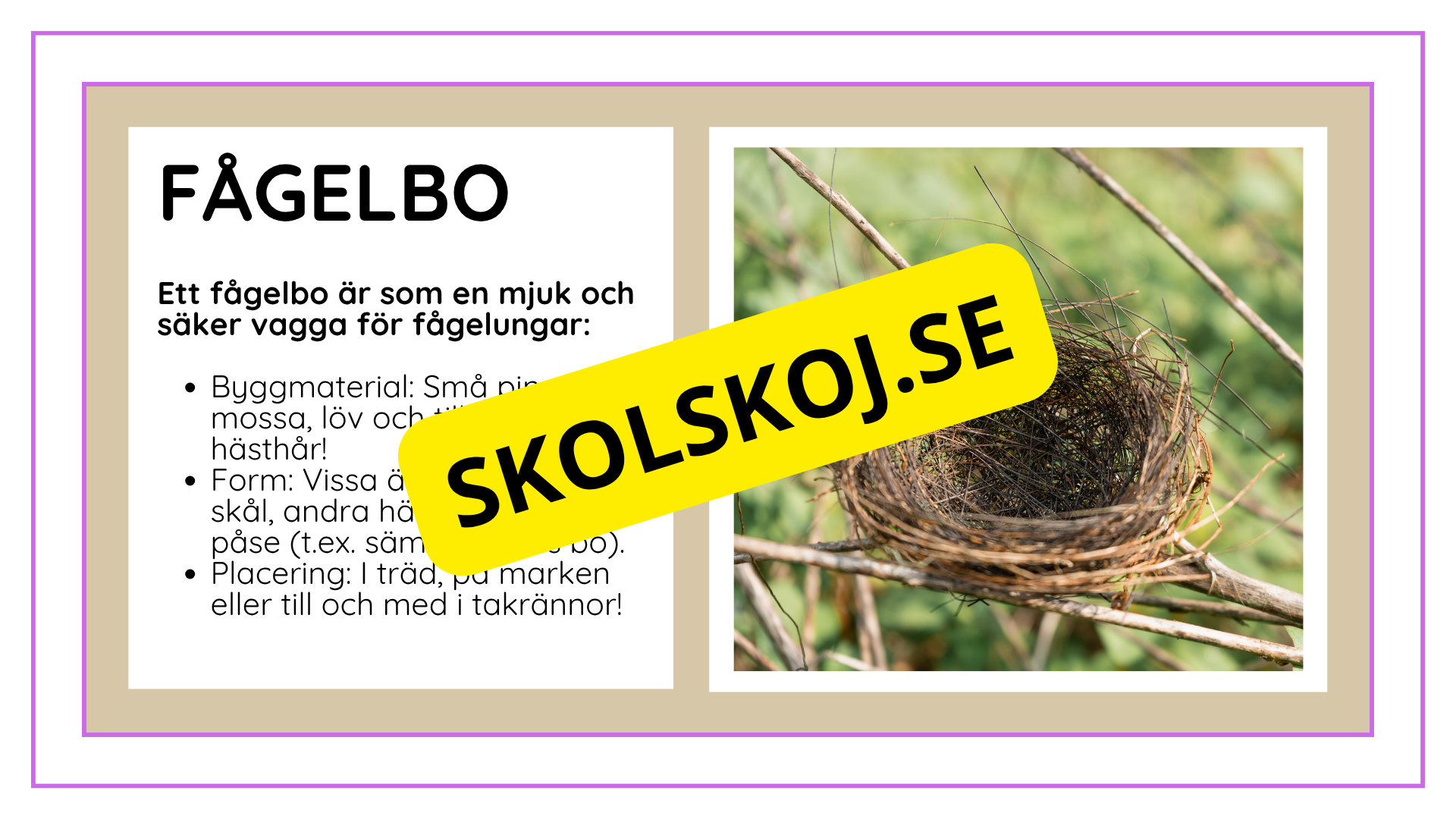 Djurens livsmiljöer - Häfte - Fakta och frågor (43 sidor)