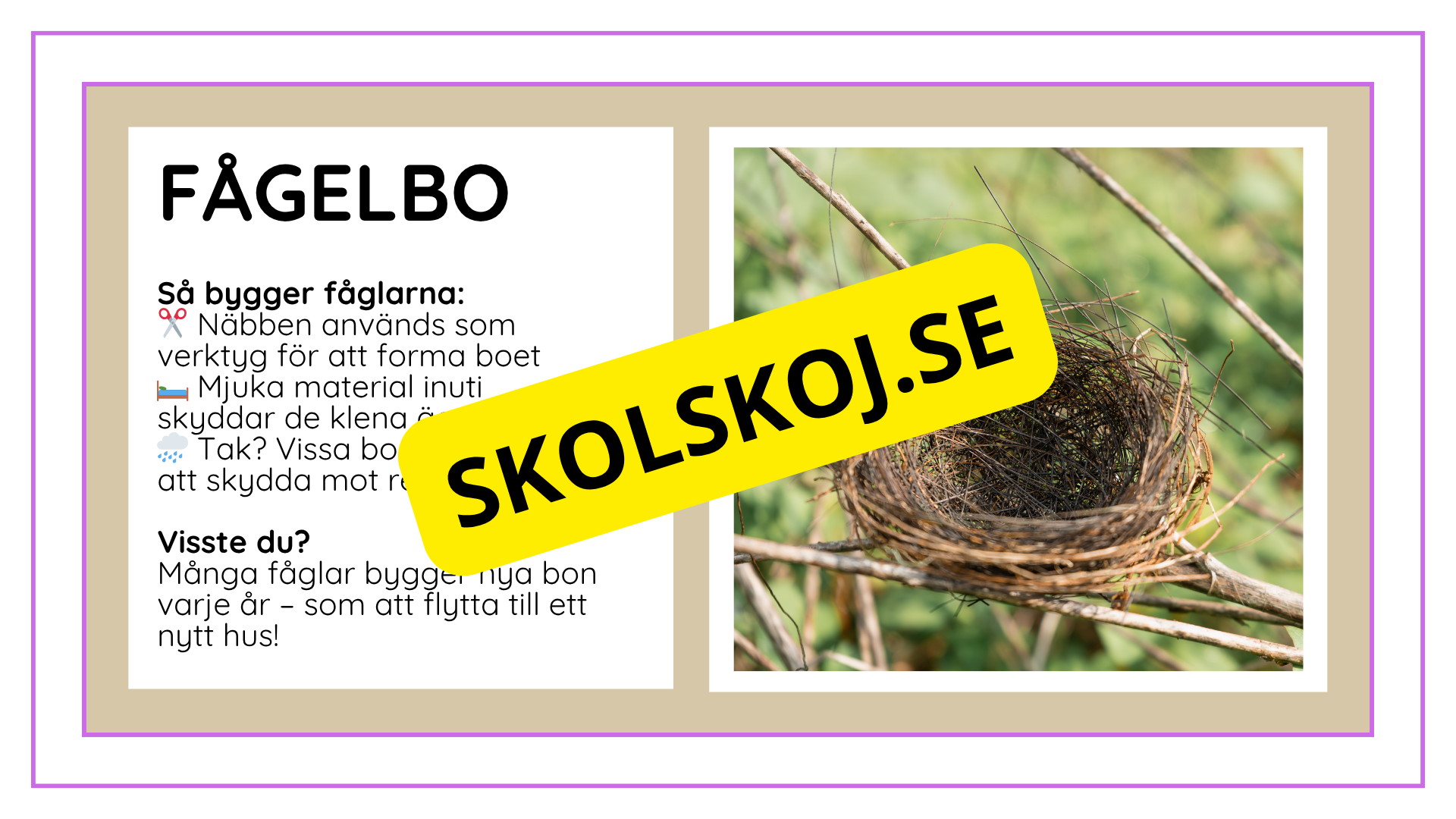 Djurens livsmiljöer - Häfte - Fakta och frågor (43 sidor)