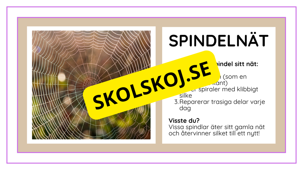 Djurens livsmiljöer - Häfte - Fakta och frågor (43 sidor)
