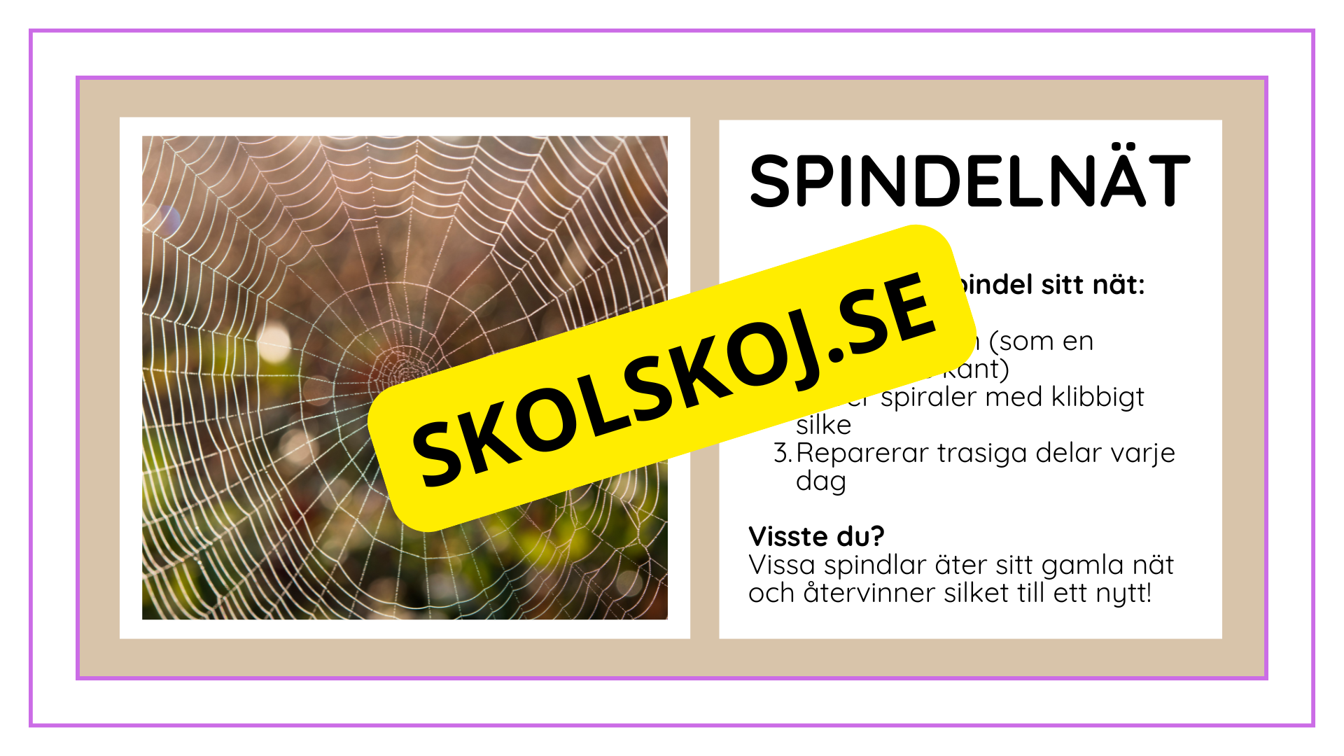 Djurens livsmiljöer - Häfte - Fakta och frågor (43 sidor)