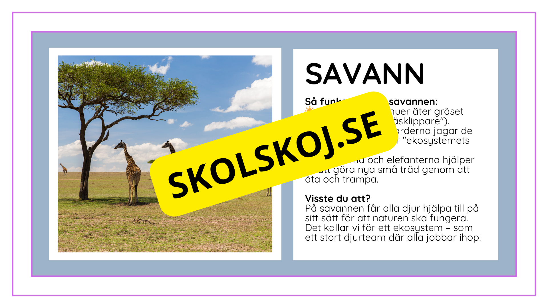 Djurens livsmiljöer - Häfte - Fakta och frågor (43 sidor)
