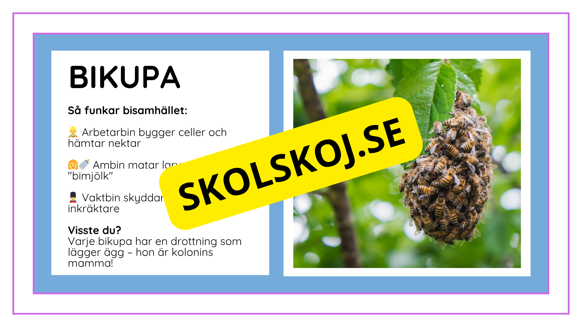 Djurens livsmiljöer - Häfte - Fakta och frågor (43 sidor)