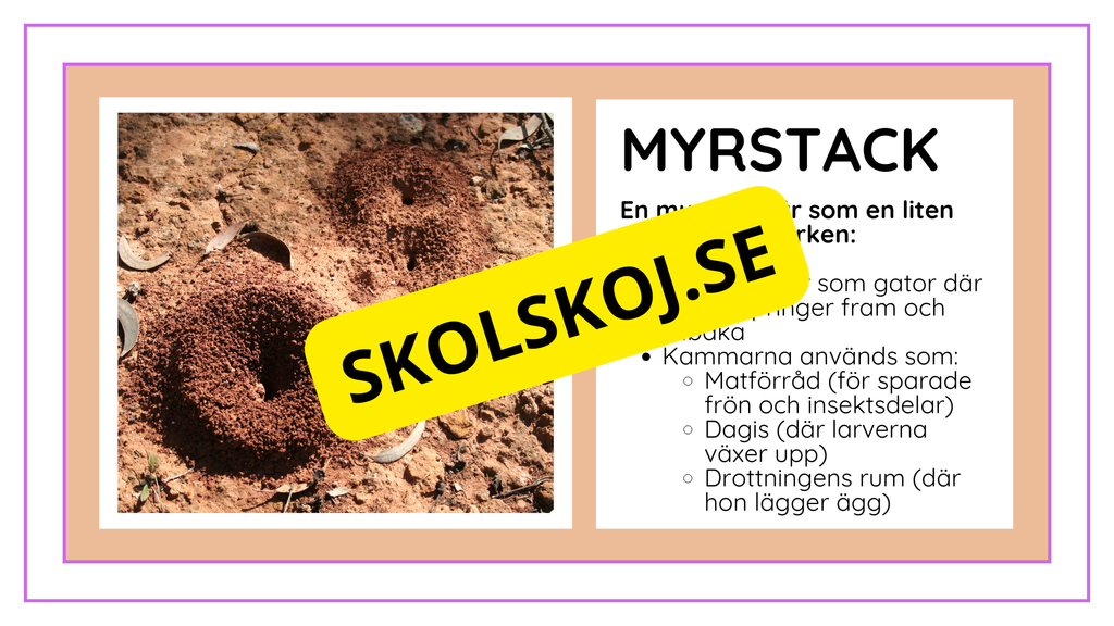 Djurens livsmiljöer - Häfte - Fakta och frågor (43 sidor)