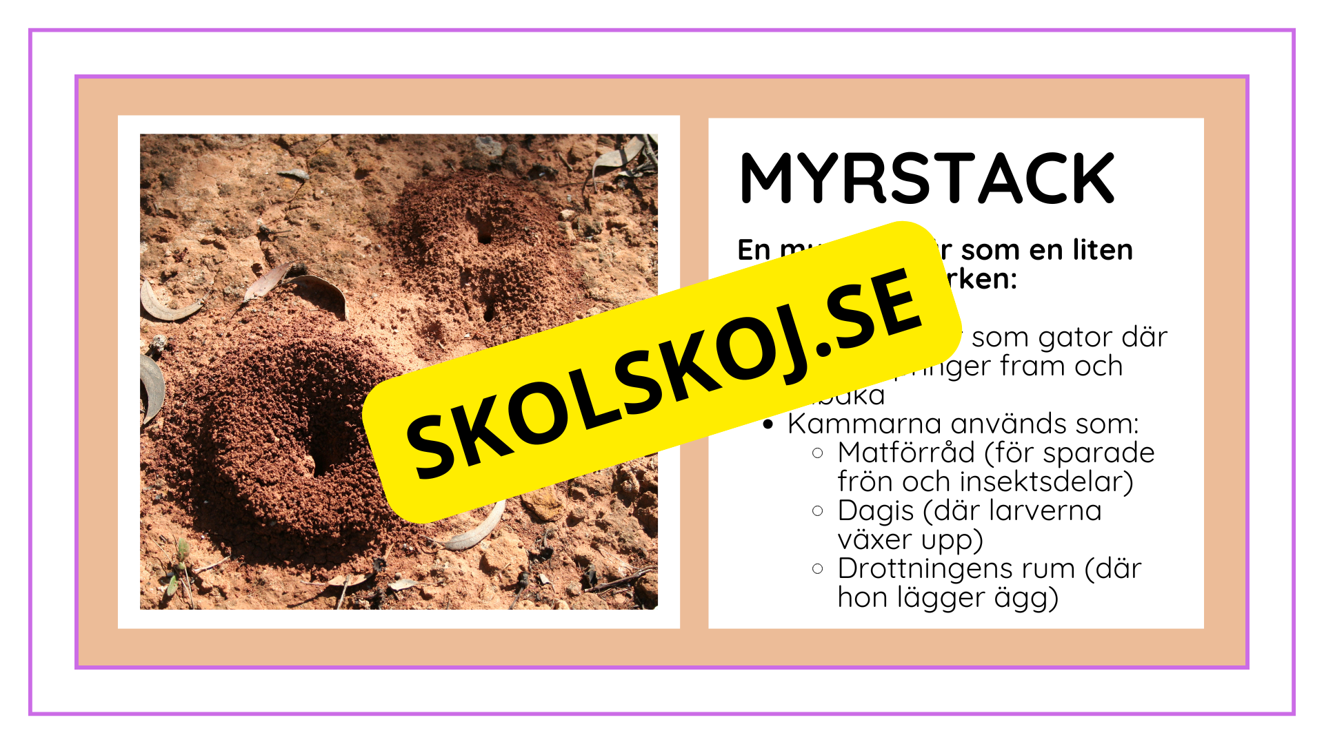 Djurens livsmiljöer - Häfte - Fakta och frågor (43 sidor)