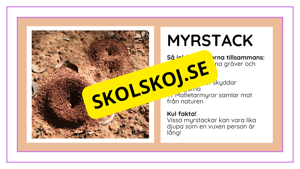 Djurens livsmiljöer - Häfte - Fakta och frågor (43 sidor)