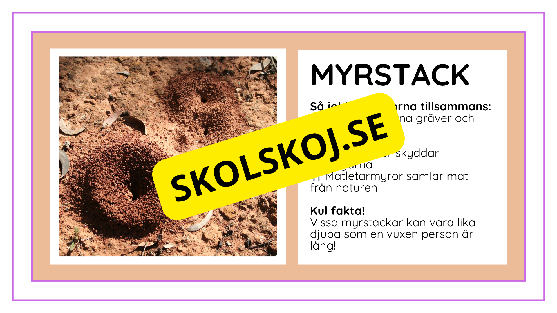 Djurens livsmiljöer - Häfte - Fakta och frågor (43 sidor)