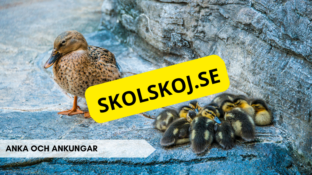 Djurens ungar