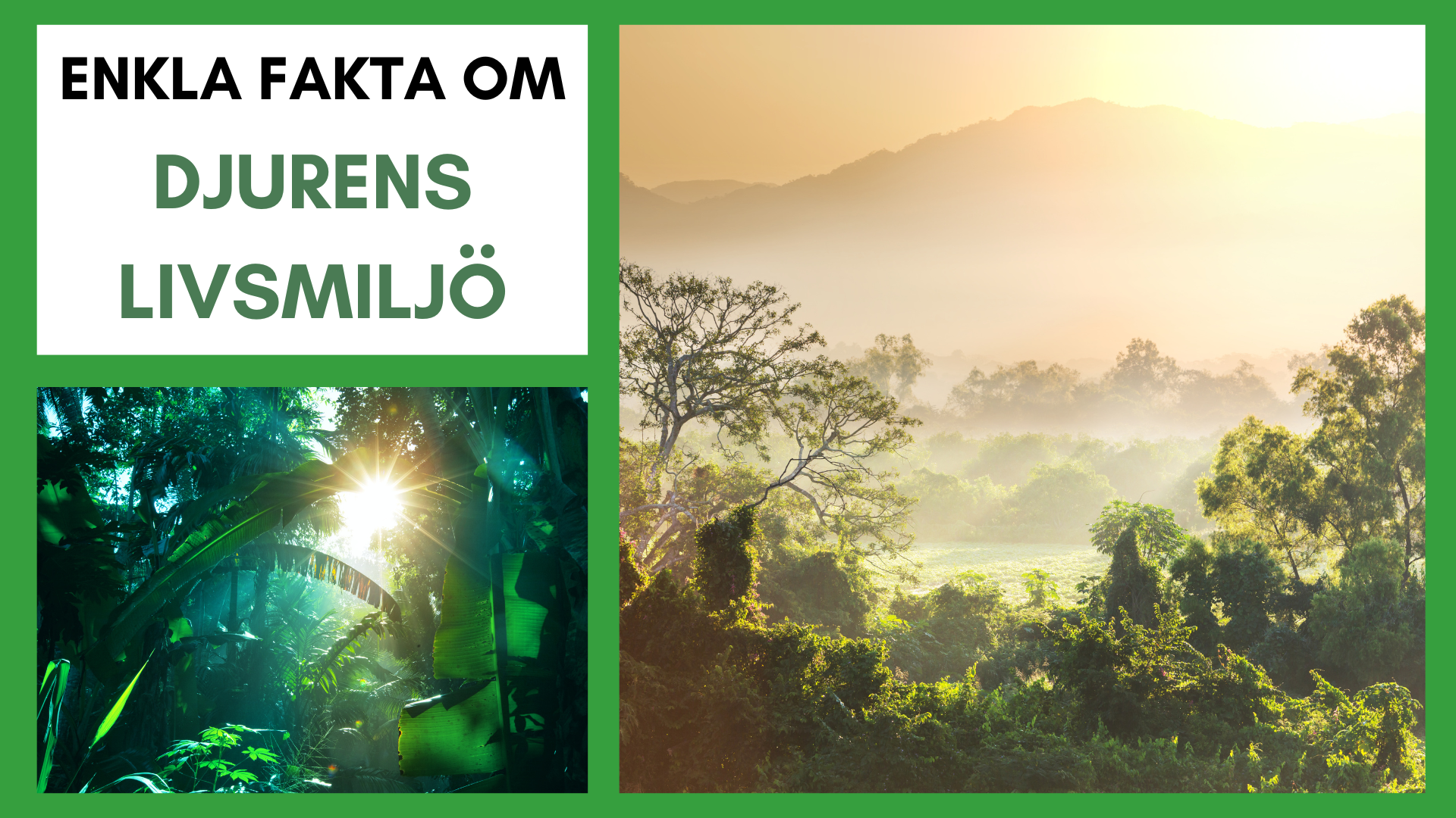 Enkla fakta om djurens livsmiljö