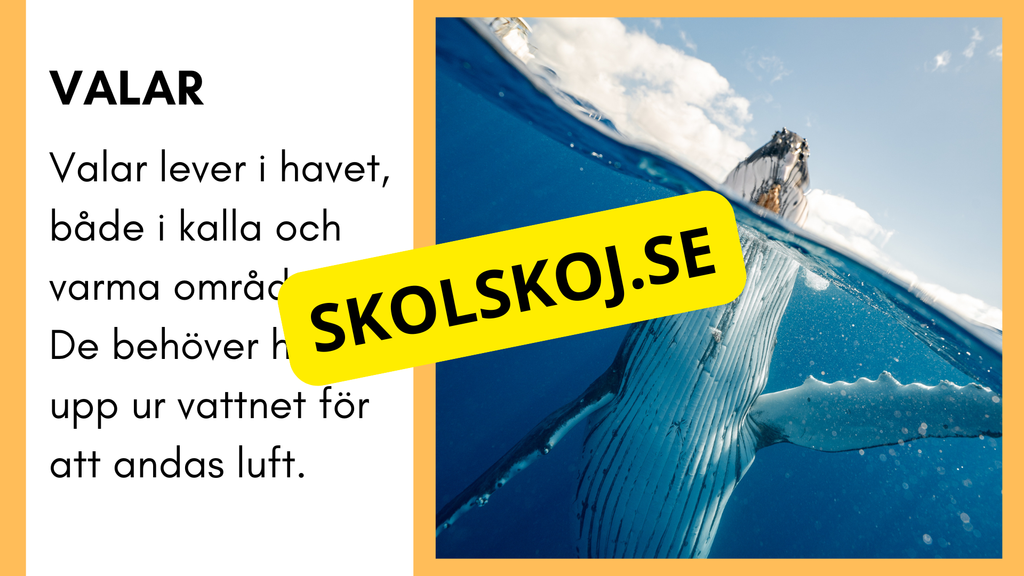 Enkla fakta om djurens livsmiljö