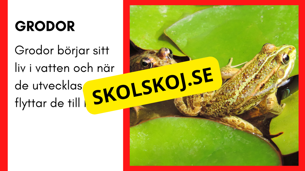 Enkla fakta om djurens livsmiljö