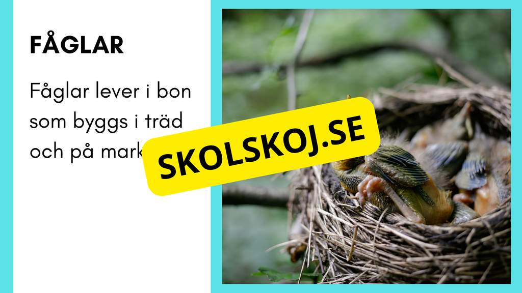 Enkla fakta om djurens livsmiljö
