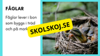 Enkla fakta om djurens livsmiljö