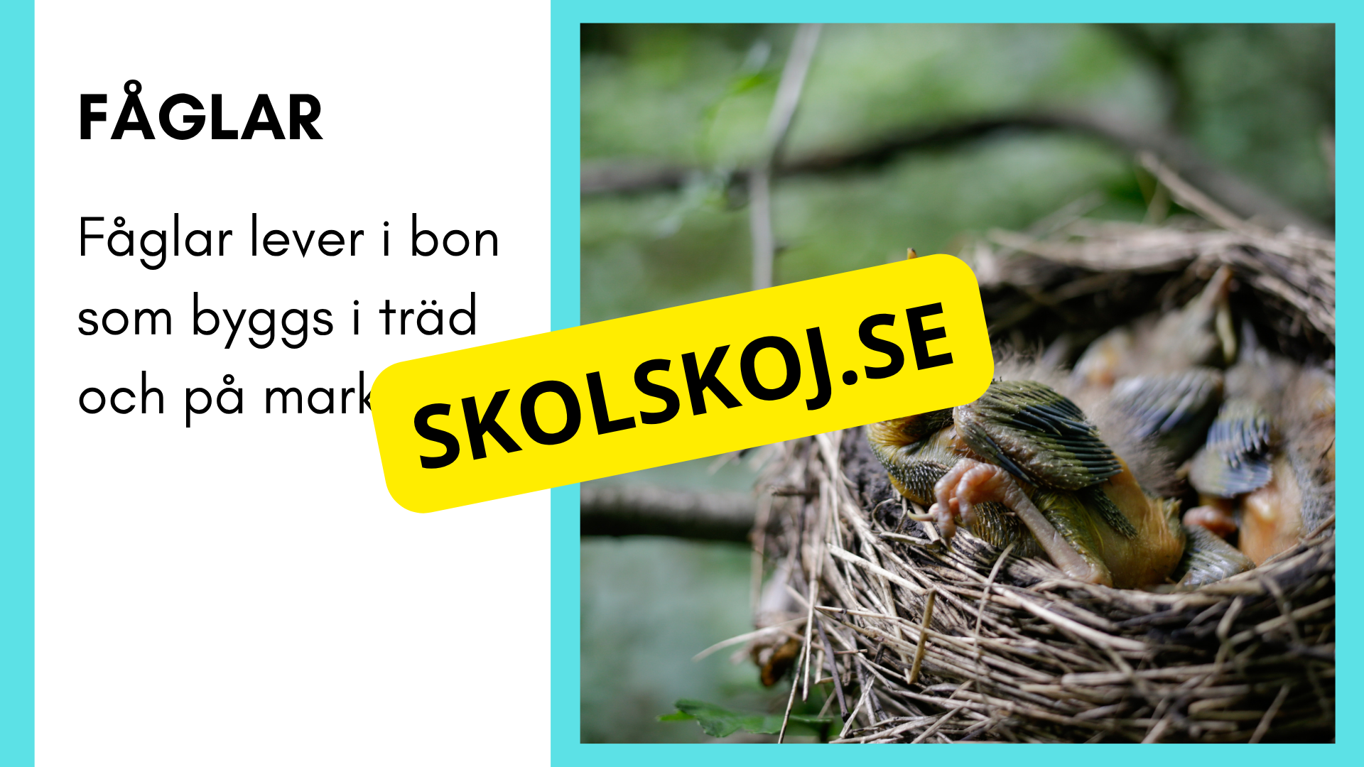 Enkla fakta om djurens livsmiljö