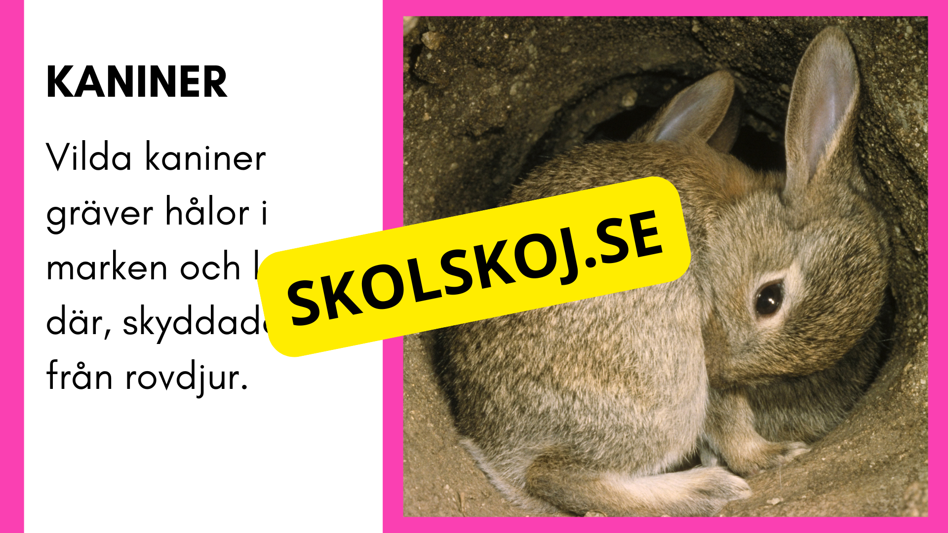 Enkla fakta om djurens livsmiljö