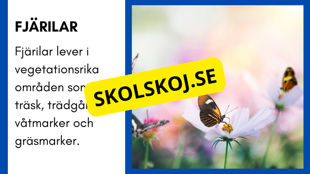 Enkla fakta om djurens livsmiljö