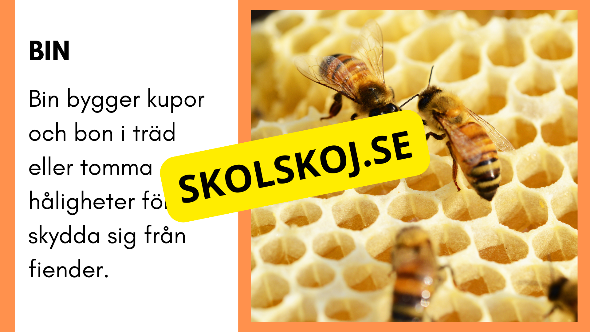 Enkla fakta om djurens livsmiljö