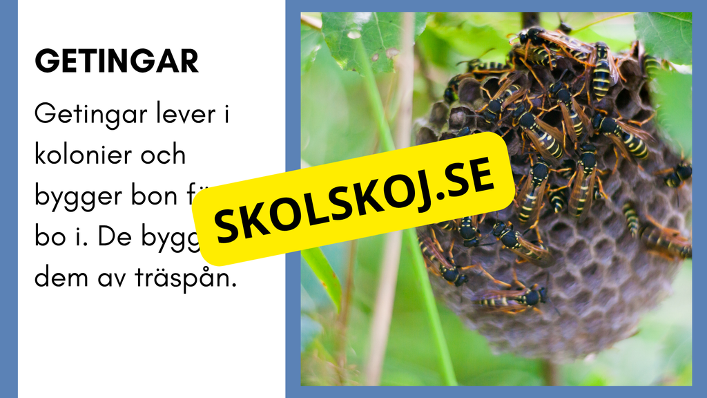 Enkla fakta om djurens livsmiljö