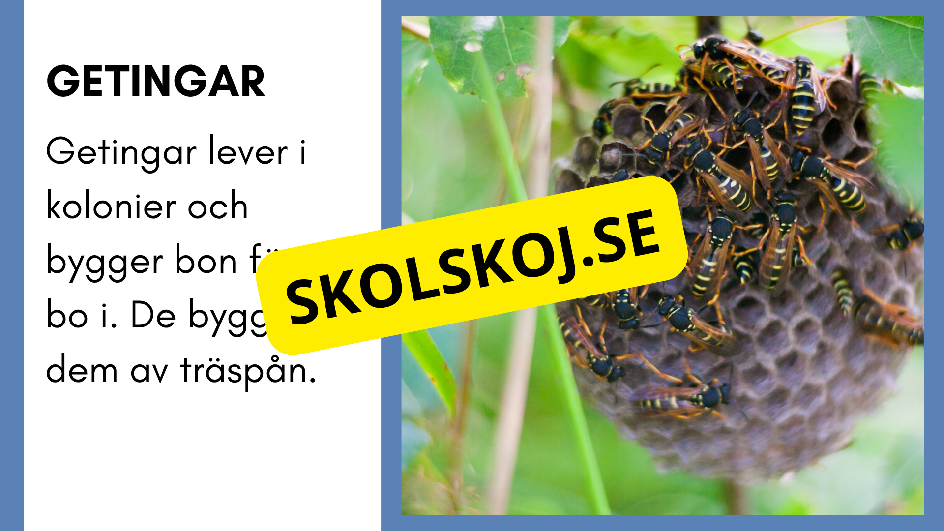 Enkla fakta om djurens livsmiljö