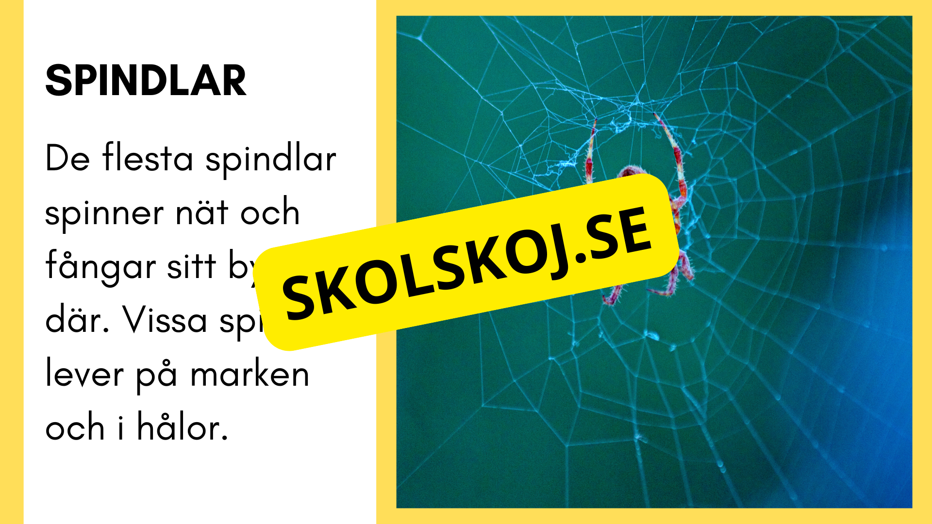Enkla fakta om djurens livsmiljö