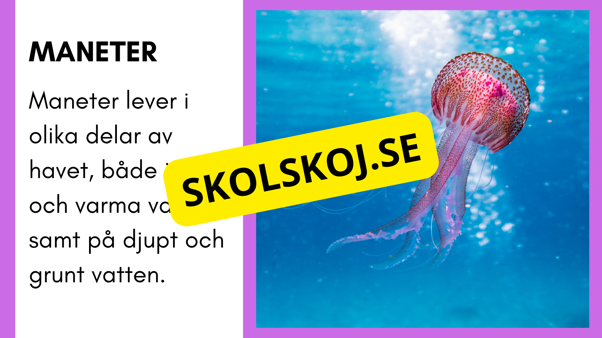Enkla fakta om djurens livsmiljö