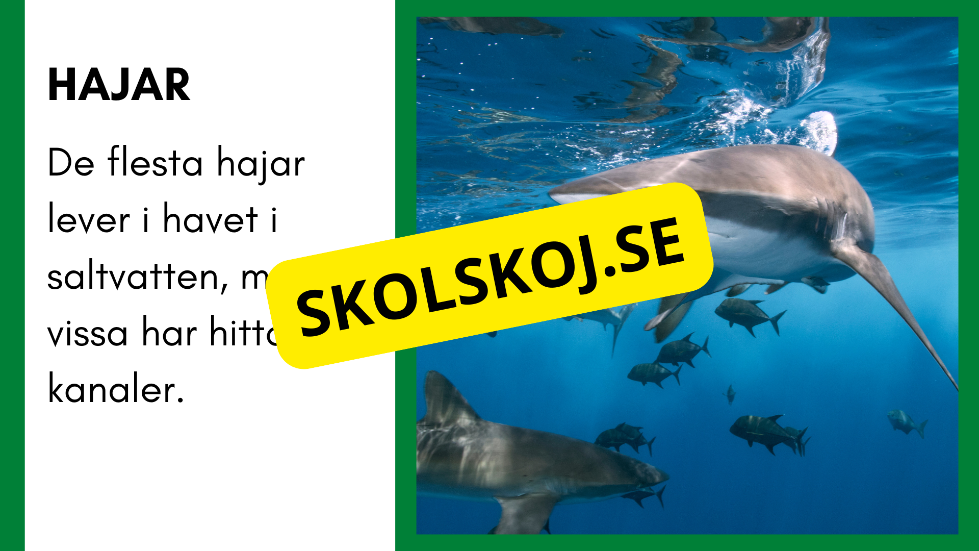 Enkla fakta om djurens livsmiljö