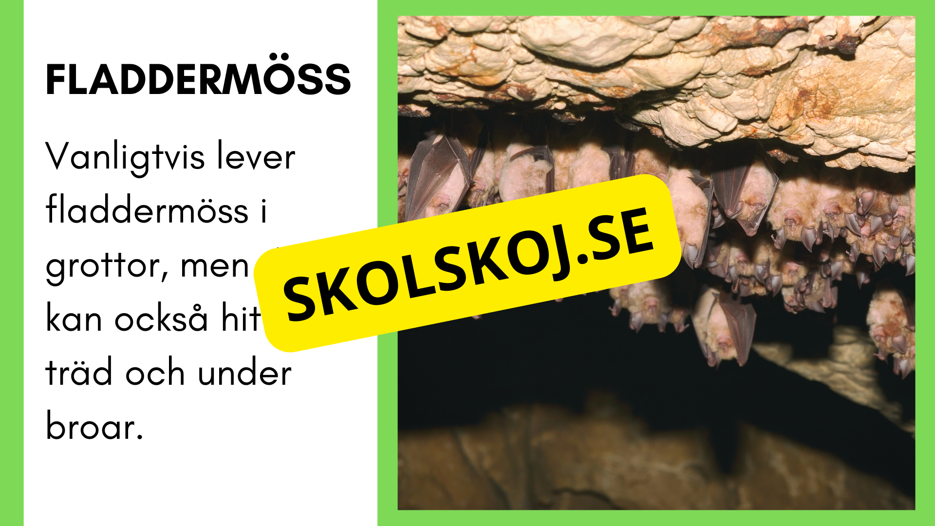 Enkla fakta om djurens livsmiljö