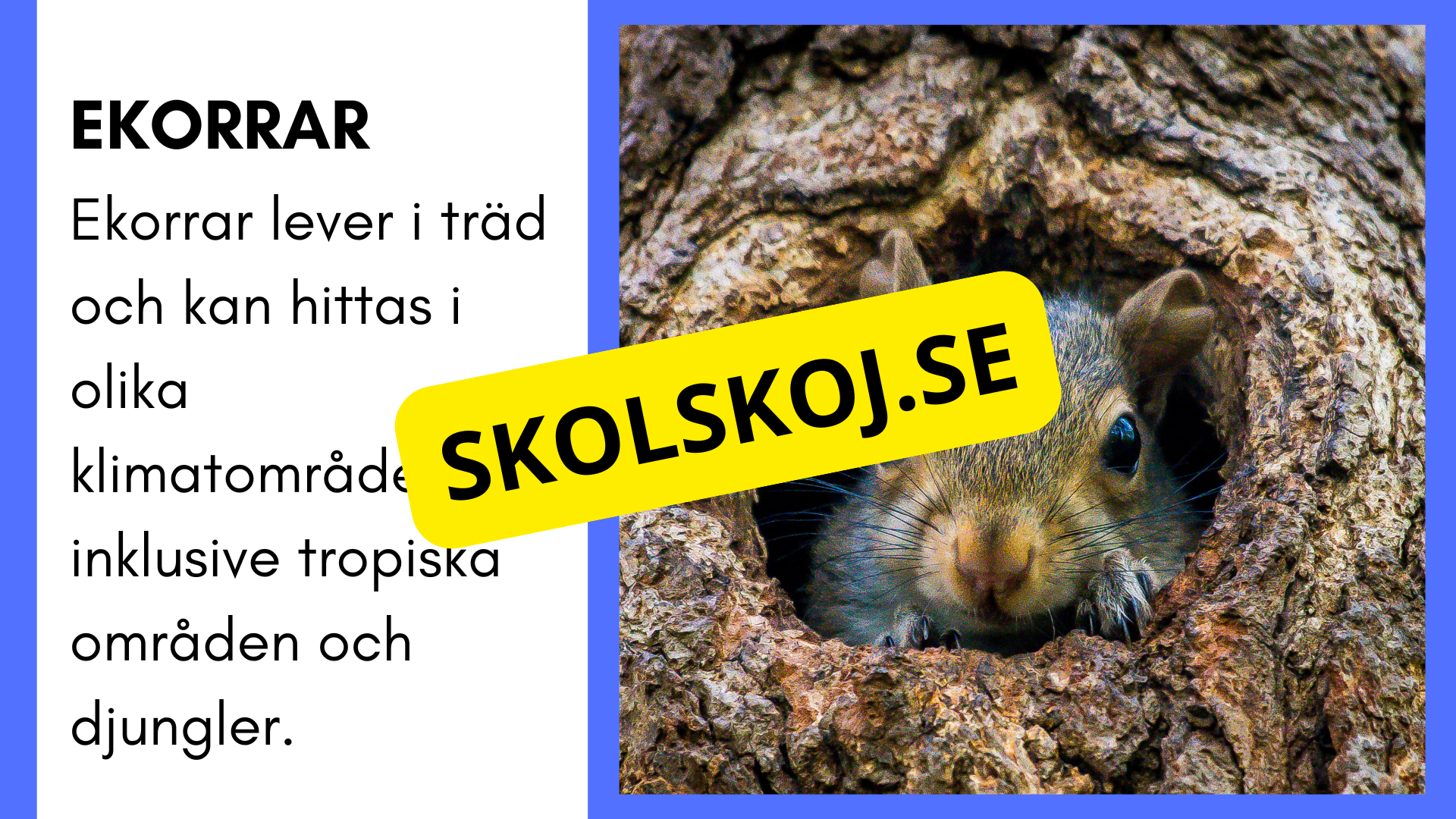 Enkla fakta om djurens livsmiljö