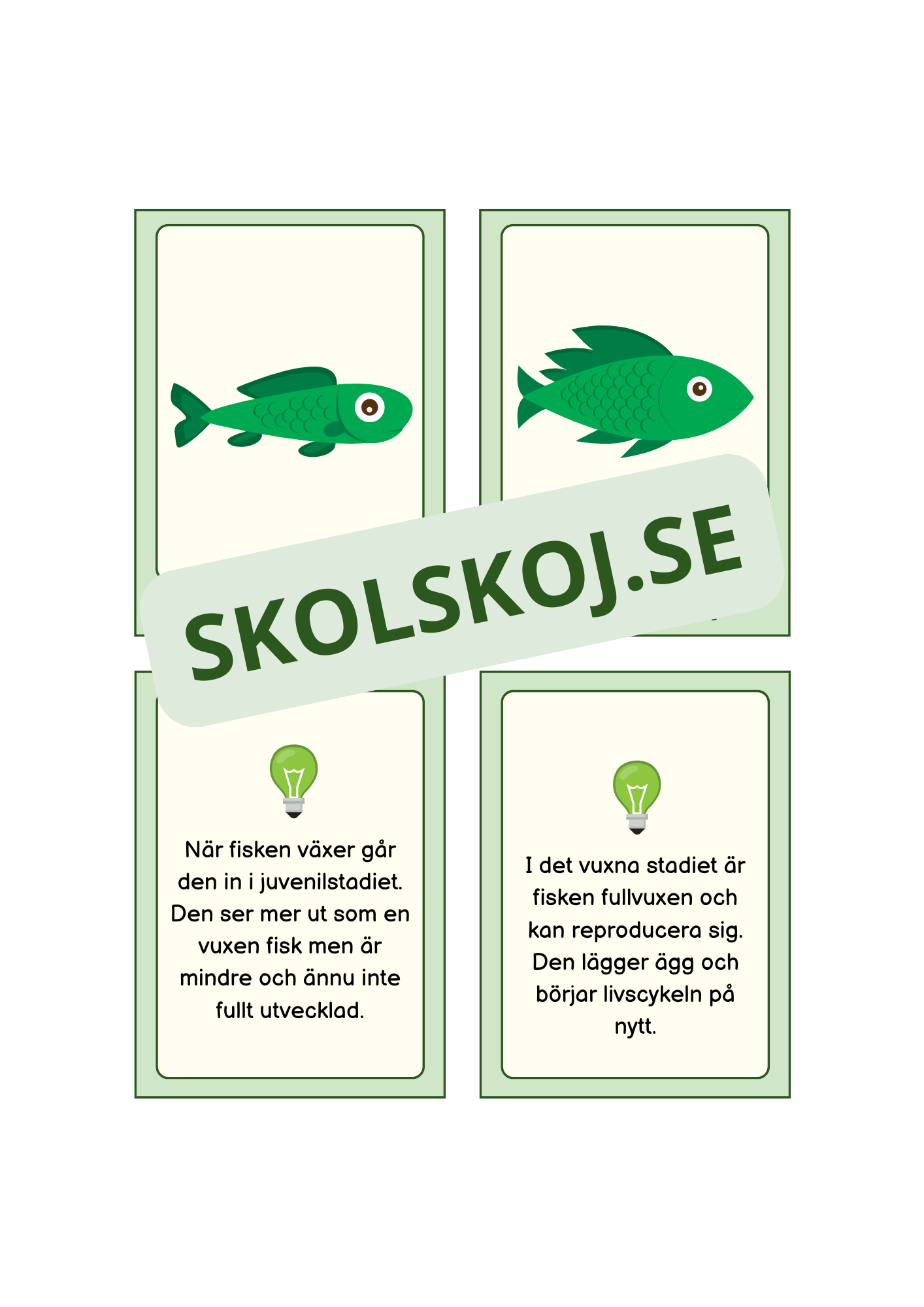 Fiskens livscykel och lite till
