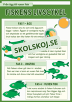 Fiskens livscykel och lite till