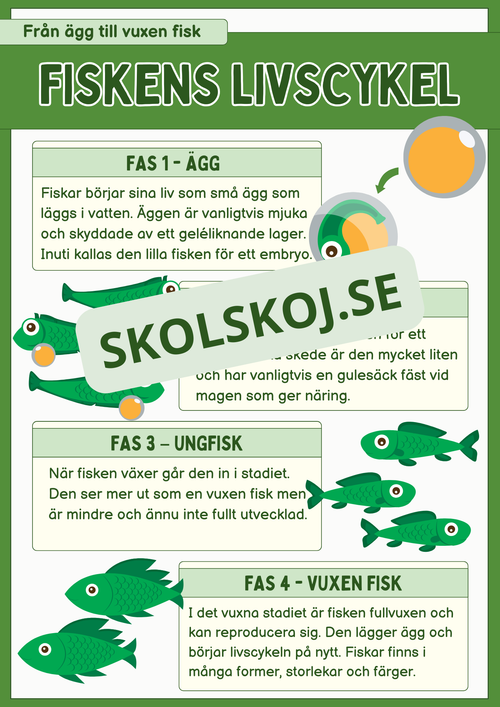 Fiskens livscykel och lite till