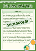 Fiskens livscykel och lite till