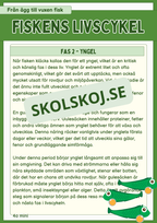 Fiskens livscykel och lite till