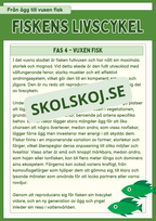 Fiskens livscykel och lite till