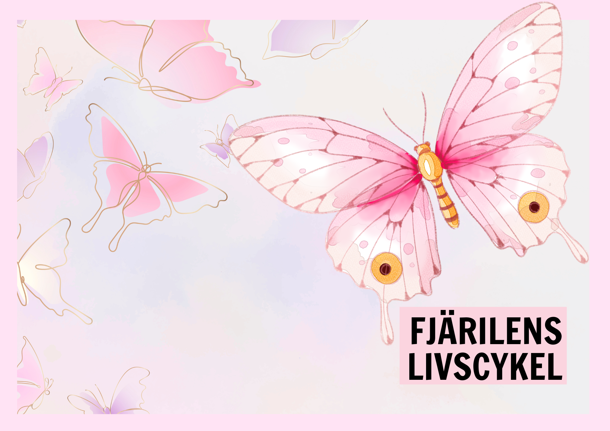 Fjärilens livscykel - Enkelt förklarat