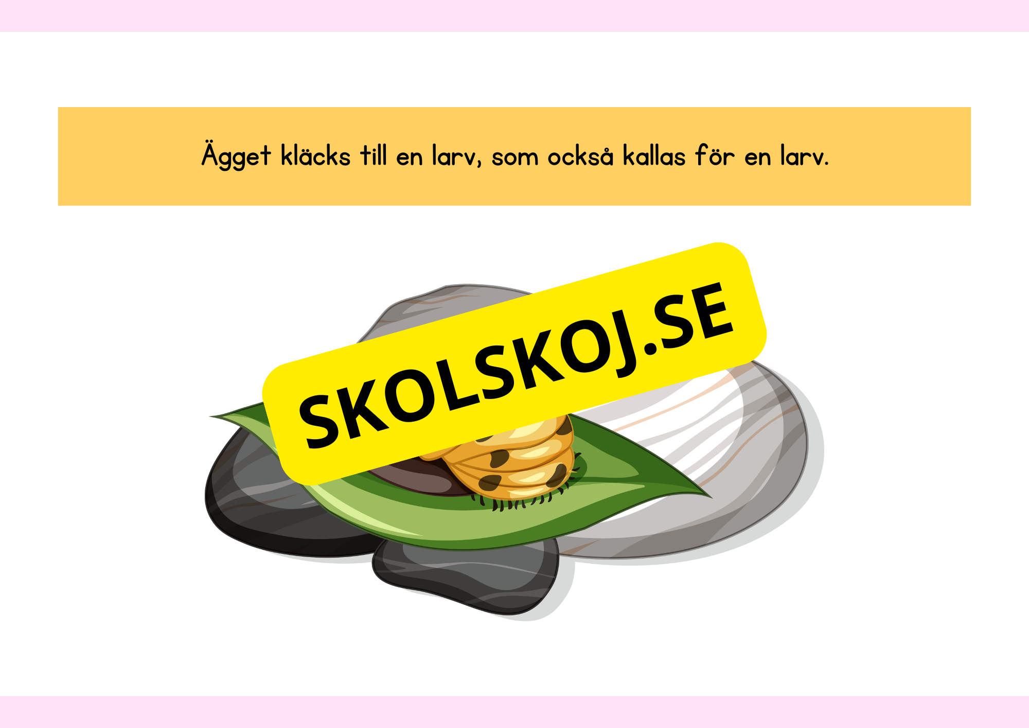 Fjärilens livscykel - Enkelt förklarat