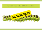 Fjärilens livscykel - Enkelt förklarat